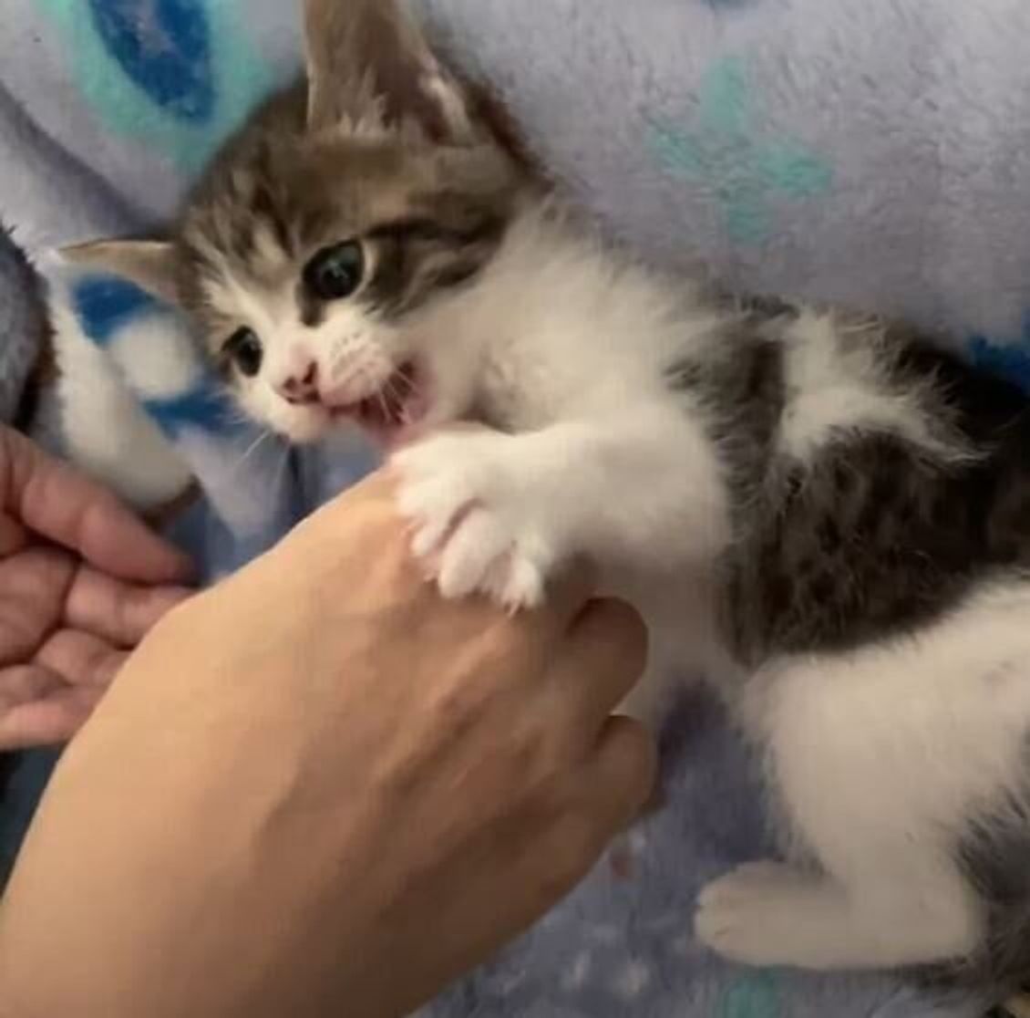 ぽんぽこお腹を見せて飼い主さんと戯れる子猫 省エネモードで遊ぶ姿にキュン ねこのきもちweb Magazine ぽんぽこお腹を見せて飼い主さんと戯れる子猫 省エネモードで遊ぶ姿にキュン ねこのきもちweb Magazine