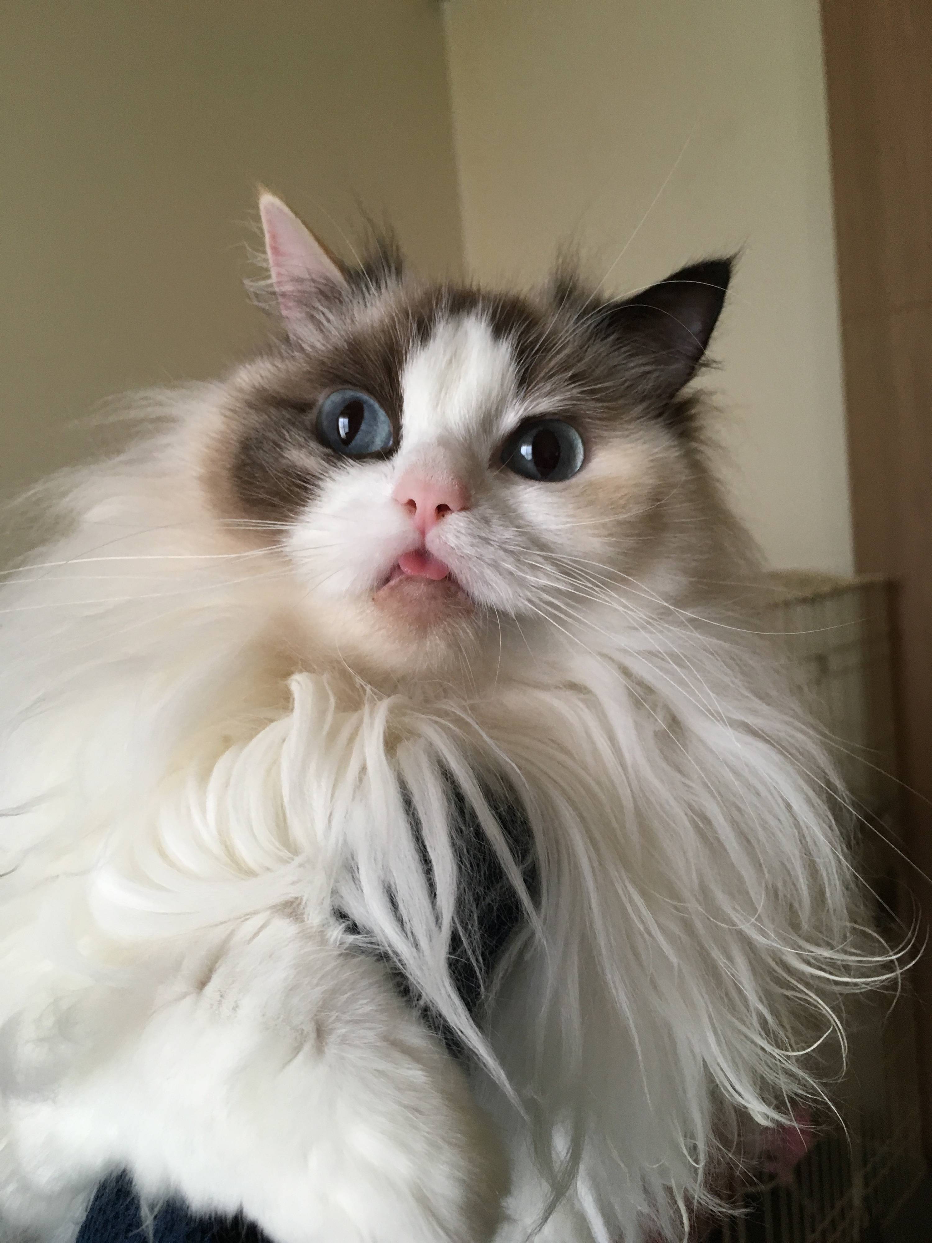 かわいくてちょっと笑える猫のびっくり顔に注目 ねこのきもちweb Magazine