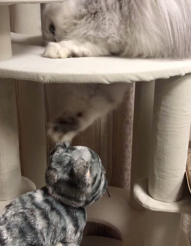 前足を伸ばしてぬいぐるみを落とそうとするピピくん