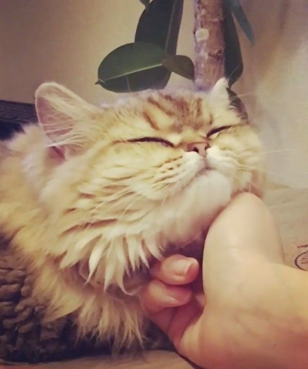 撫でられるラガマフィン