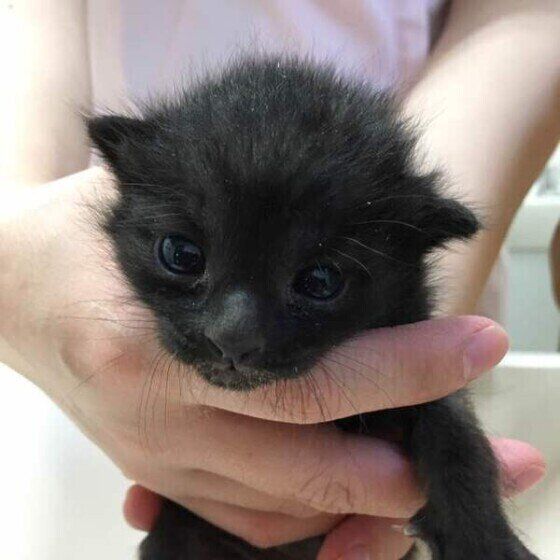 黒猫の子猫