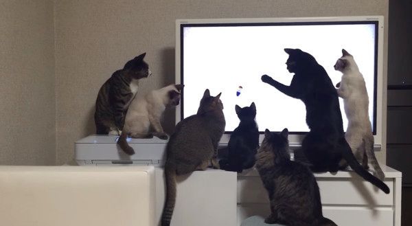 YouTubeを鑑賞する猫