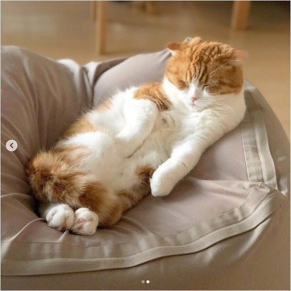 人をダメにするソファでダメになるスコティッシュフォールド