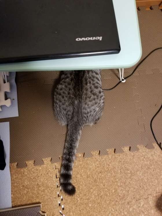 サバトラの凪（ナギ）ちゃん