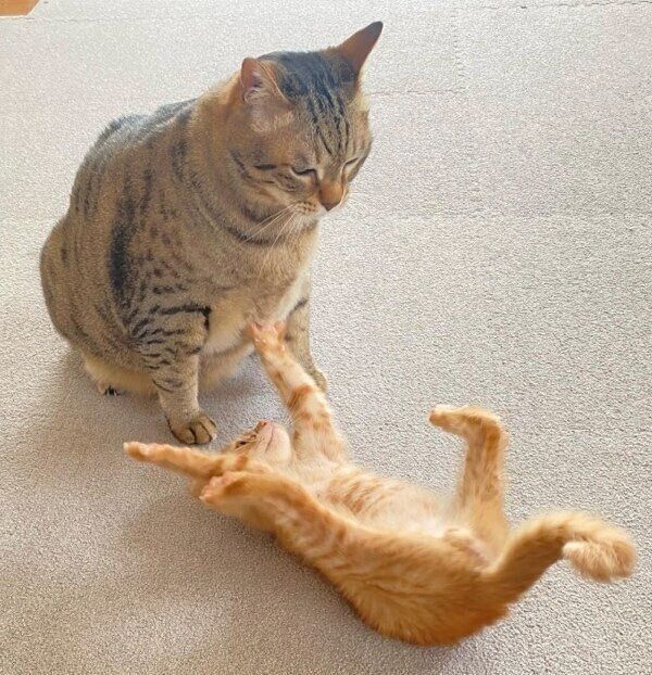 こんぶくんと戯れるちくわくん