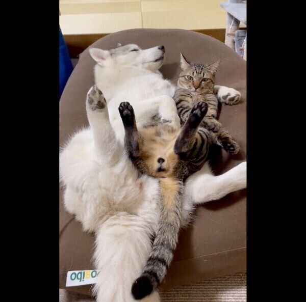 ユキちゃんと添い寝するサンくん