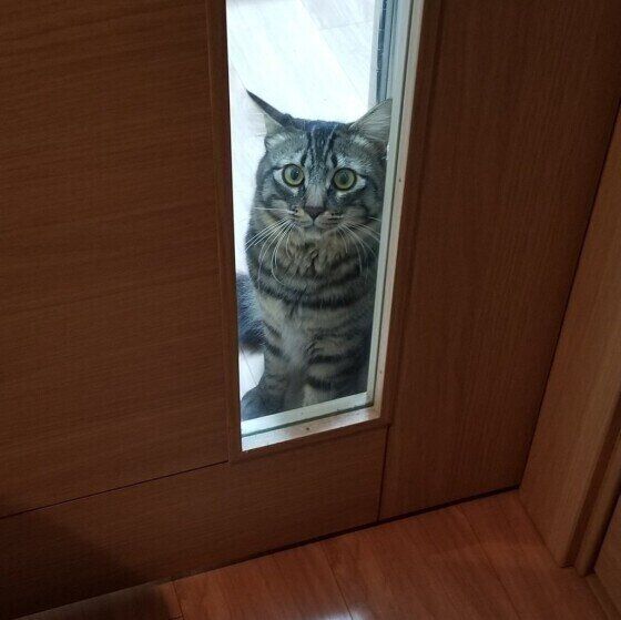 キジトラのなごくん