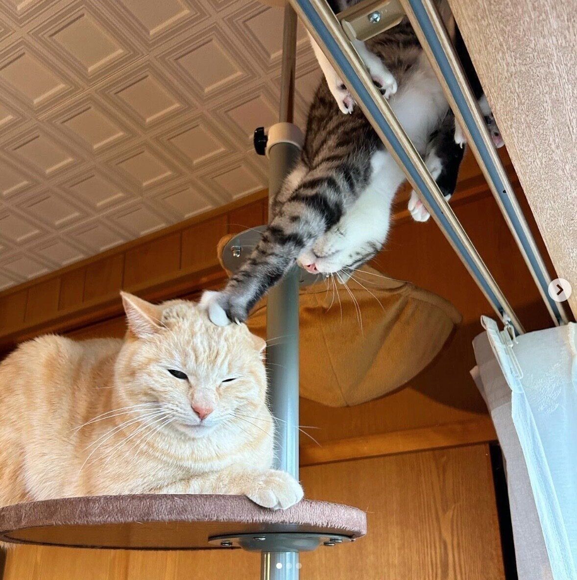 もいわちゃんにちょっかいを出すいぶきくん