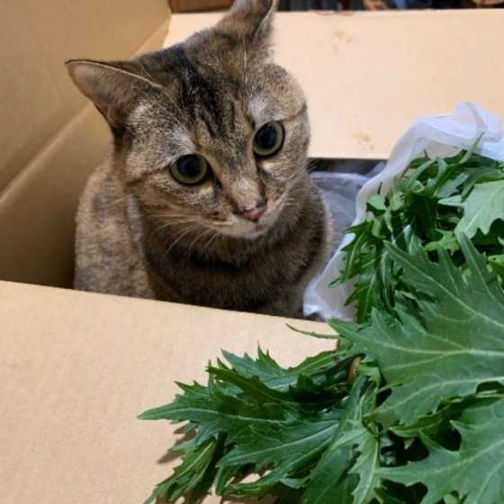 ルルちゃん MIXキジトラ