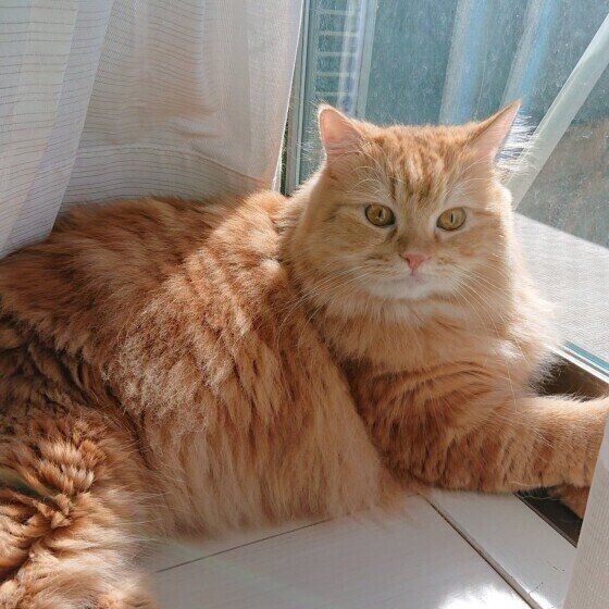 ひなたぼっこするラガマフィンのカイくん