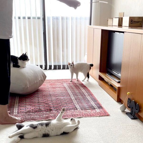 くつろぐ南天ちゃん、蘭丸くん、福ちゃん