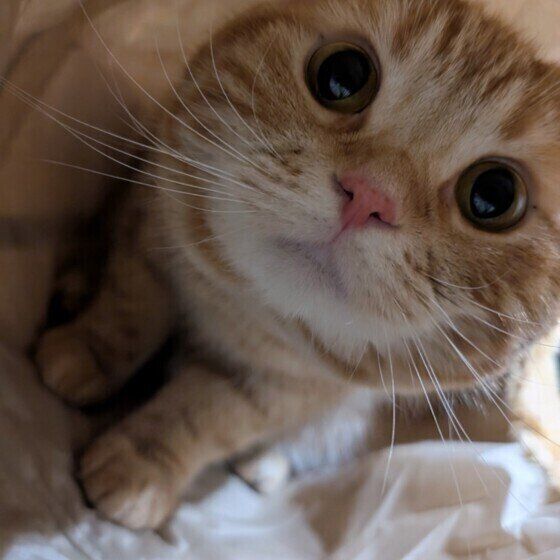 見上げて訴えるアメリカンショートヘア