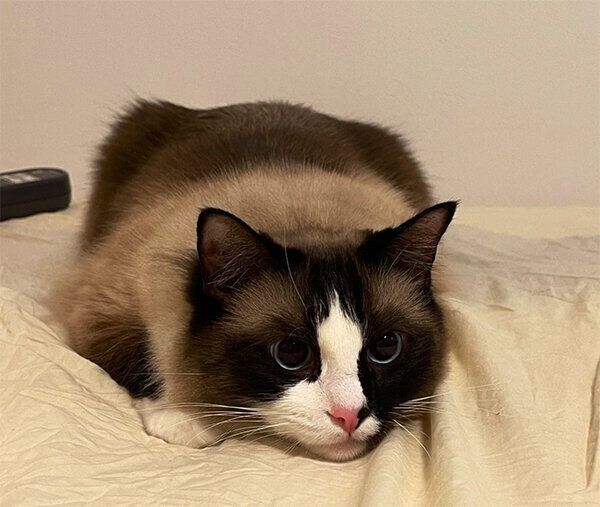 狙いを定めるコテツくん