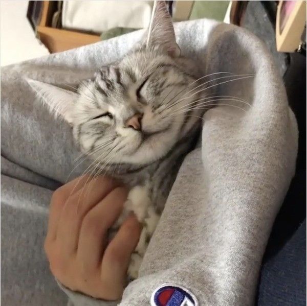 アメリカンショートヘアー