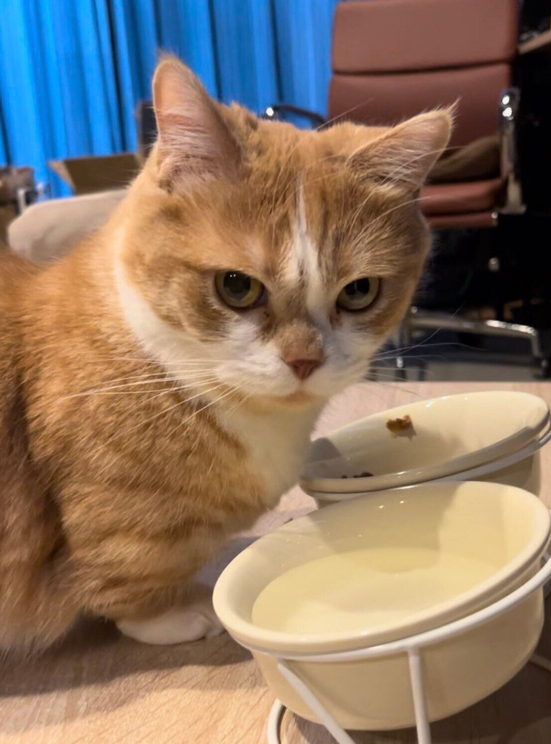 水を飲む虎太郎くん