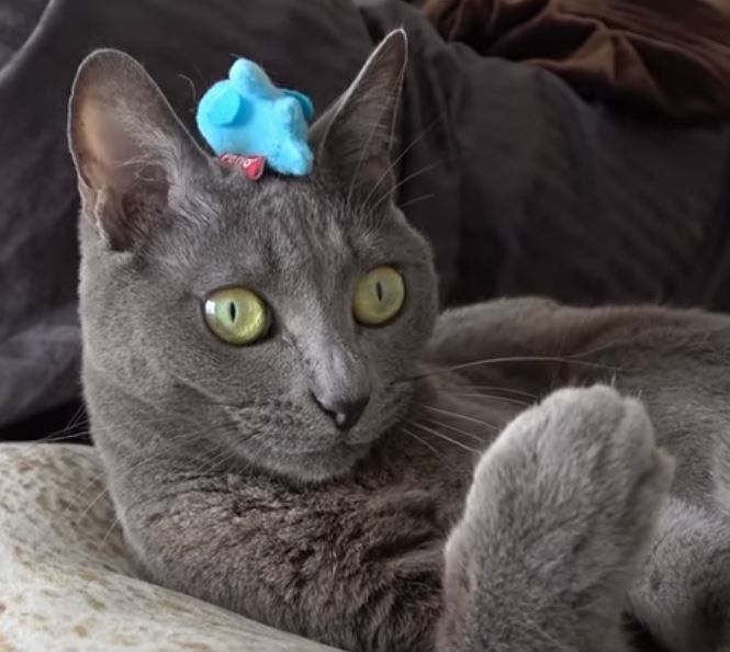 頭にサメを乗せた猫