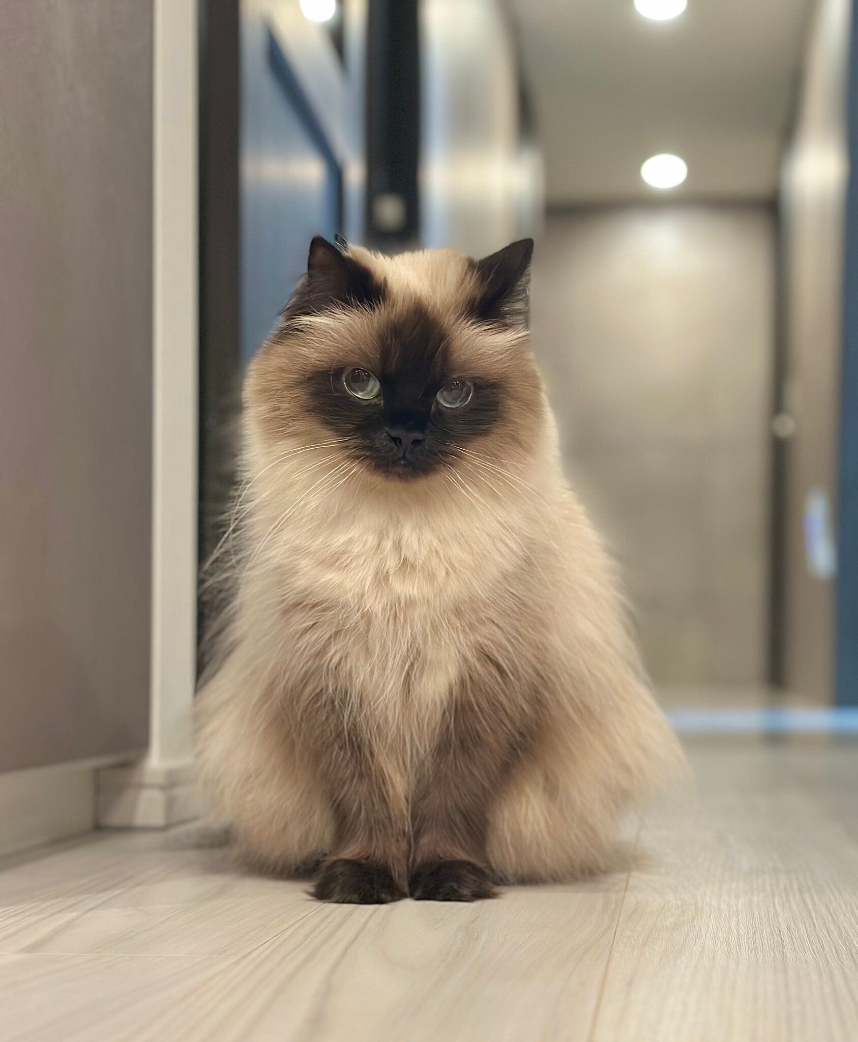 3才のヒマラヤン