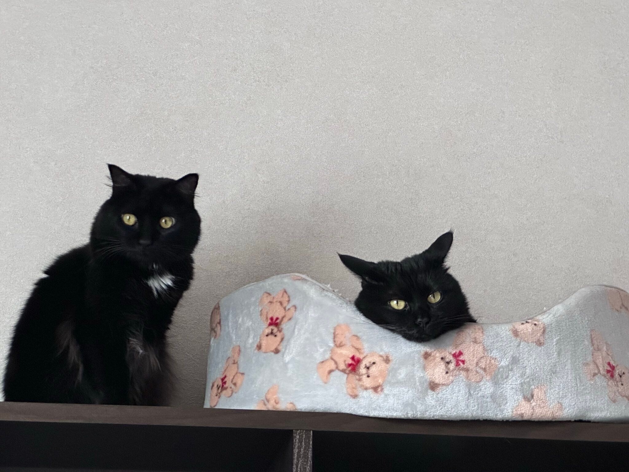 くうちゃんともふちゃん