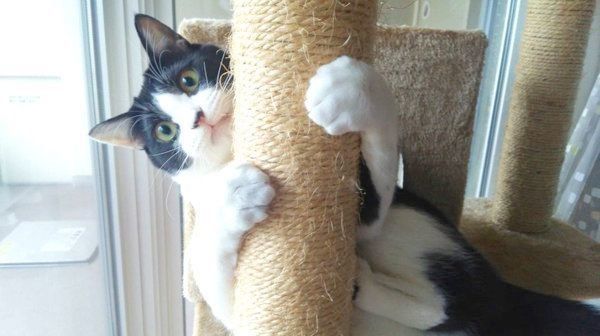 元保護猫・虎徹くん