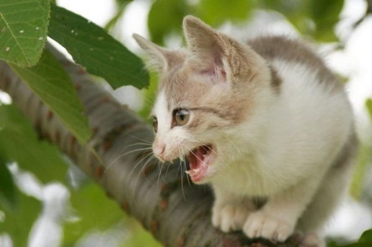 なんだか呼吸が荒い 愛猫の正常な呼吸数を知っていますか 動物看護師が解説 ねこのきもちweb Magazine なんだか呼吸が荒い 愛猫の正常な呼吸数を知っていますか 動物看護師が解説 ねこのきもちweb Magazine