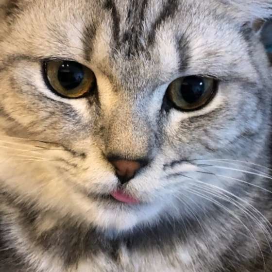 ミヌエットのうにくん