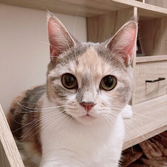 マンチカンのあめちゃん