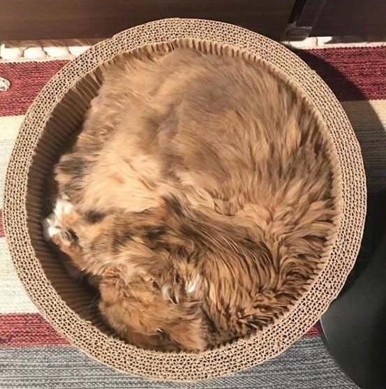 丸いダンボールの中で眠る猫