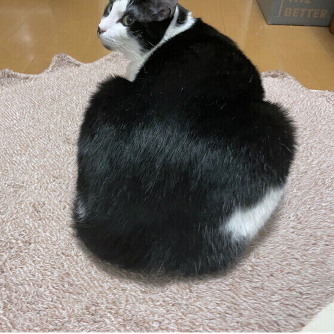 猫 おしり を 向ける