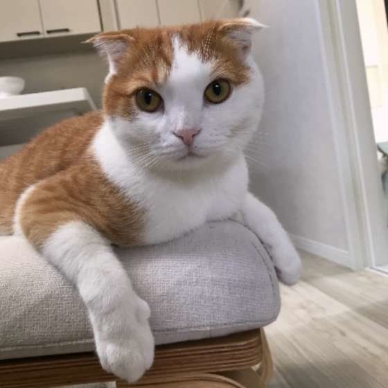 きなこちゃん  スコティッシュフォールド