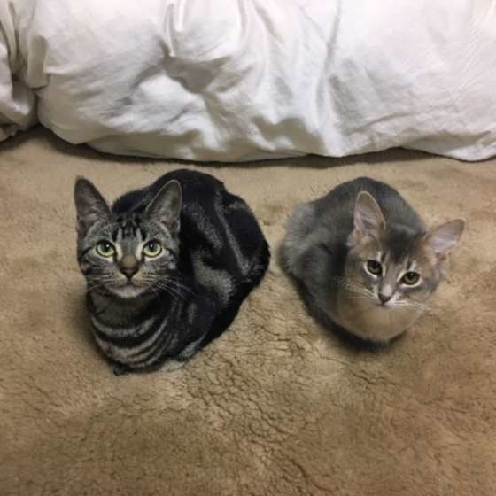 香箱座りしている2匹のアメリカンショートヘア