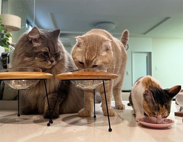 ごはんを食べる蒼太くん、金太くん、すずちゃん