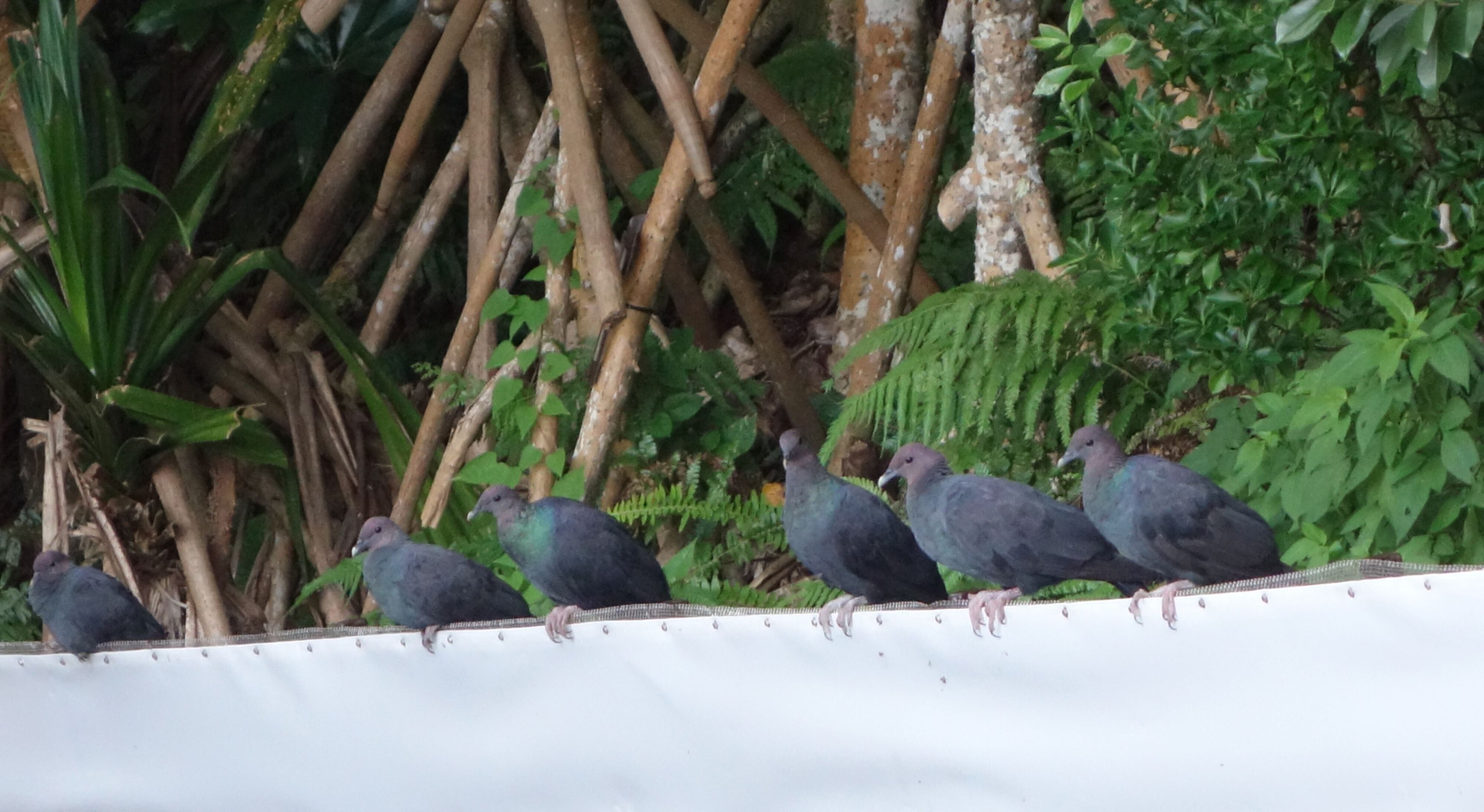 写真提供／小笠原ネコプロジェクト