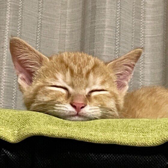 Mix（茶トラ）のつむぎくん♪