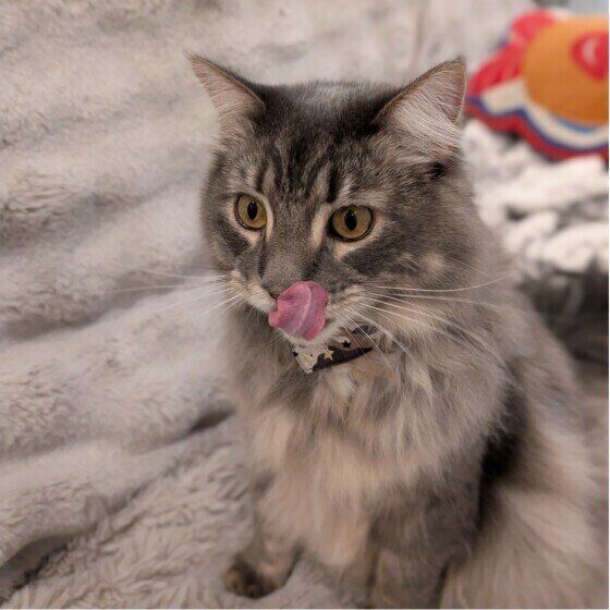 おやつにロックオンされるサイベリアン