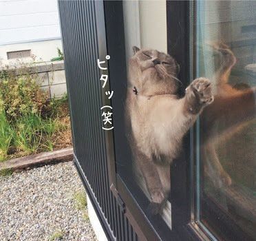 庭に出たいマンチカン