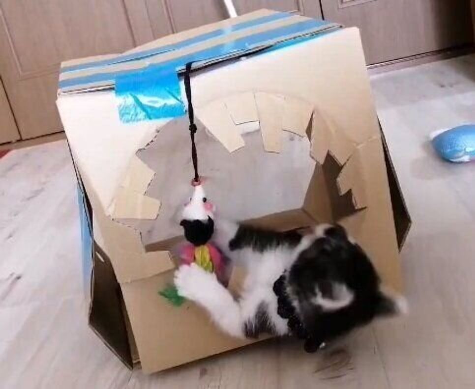 身近なもので作れちゃう 猫が喜ぶ手作りおもちゃをご紹介 ねこのきもちweb Magazine 身近なもので作れちゃう 猫が喜ぶ手作りおもちゃをご紹介 ねこのきもちweb Magazine
