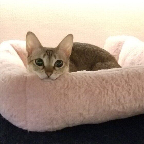 シンガプーラのかえでちゃん