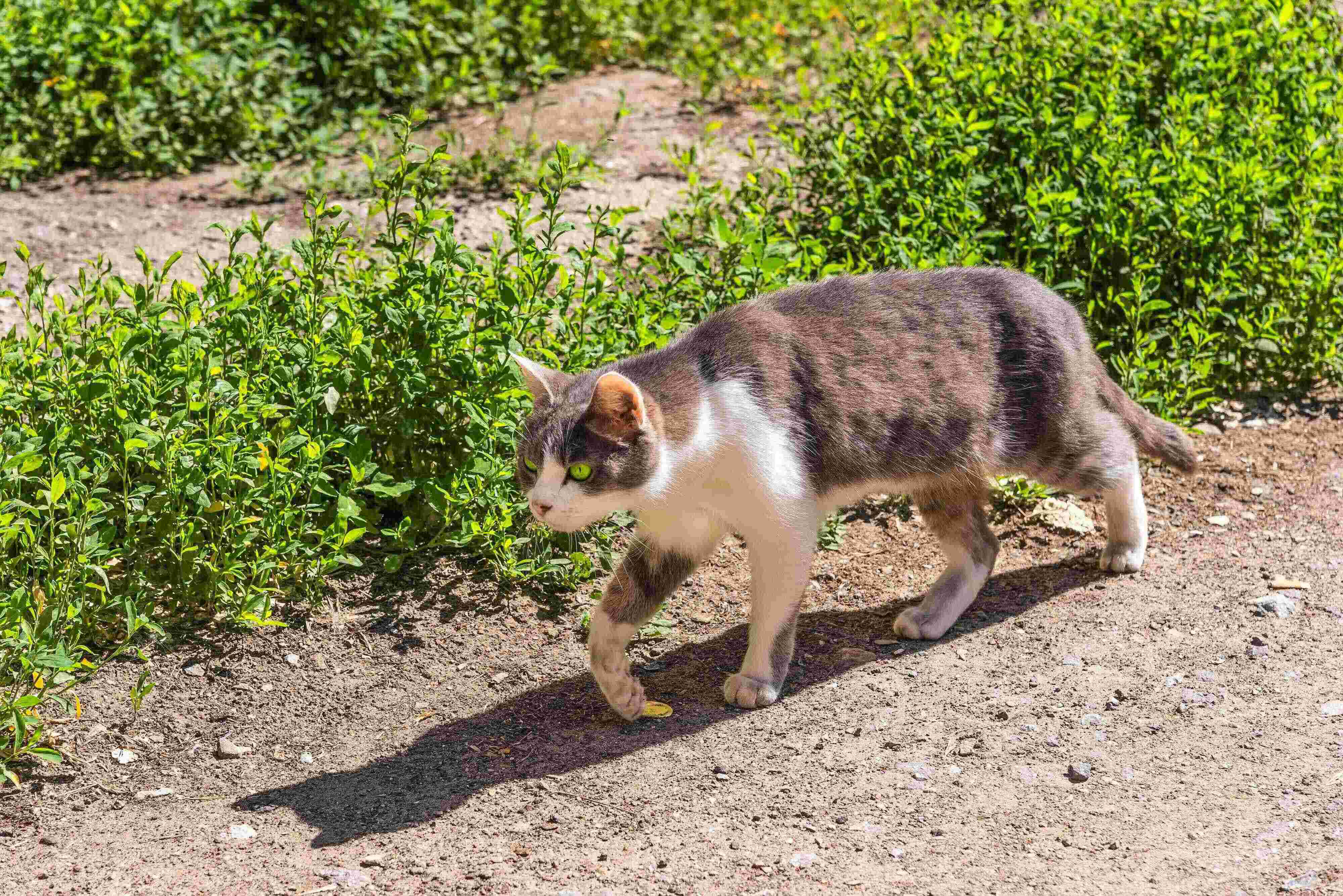 画像／iStock、Getty Images Plus