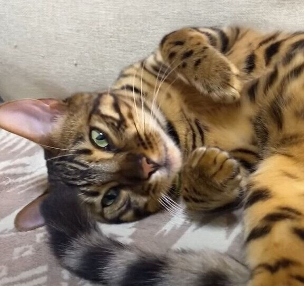 大好きなパパさんママさんに 気持ちがこもりすぎて 強めの肩たたき で恩返しをする猫 ねこのきもちweb Magazine 大好きなパパさんママさんに 気持ちがこもりすぎて 強めの肩たたき で恩返しをする猫 ねこのきもちweb Magazine