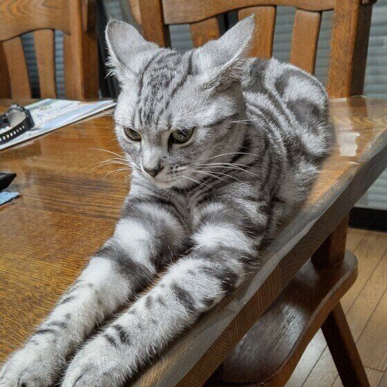 イカ耳になるアメリカンショートヘア