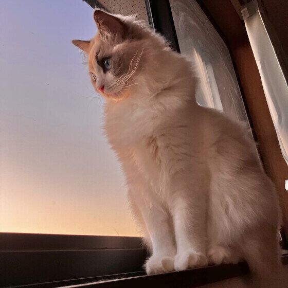 ラグドールのめるもくん