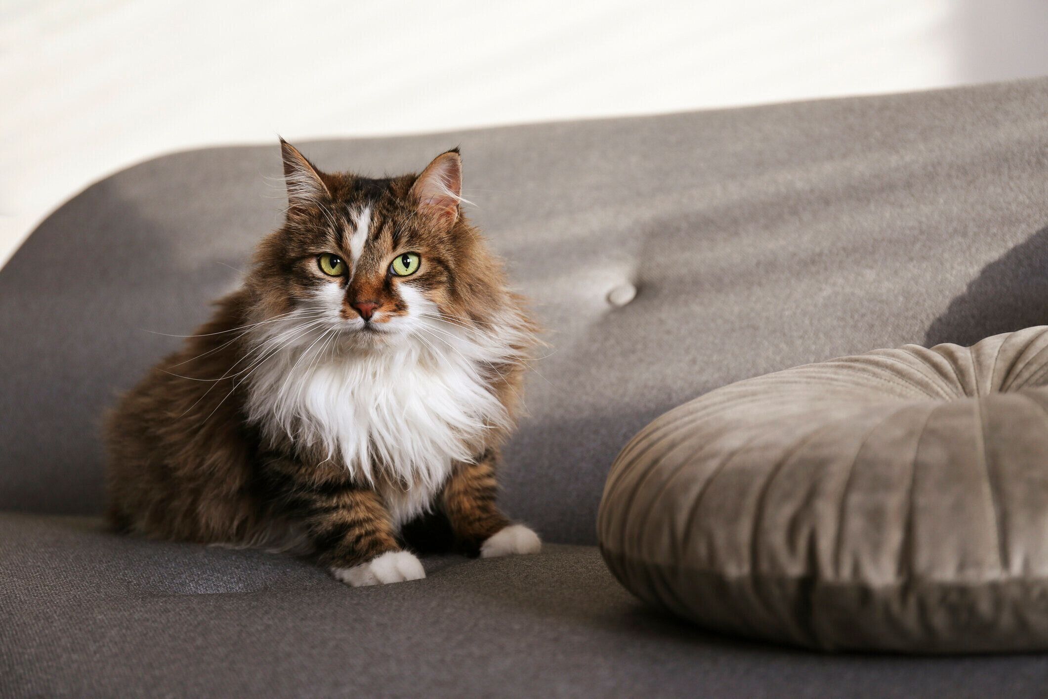 ラガマフィンの特徴と飼い方 可愛い画像いっぱい ねこのきもち 猫図鑑 ねこのきもちweb Magazine