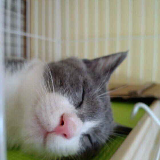 すやすやと気持ちよさそうに眠っている鼻がピンク色の猫の横顔アップ