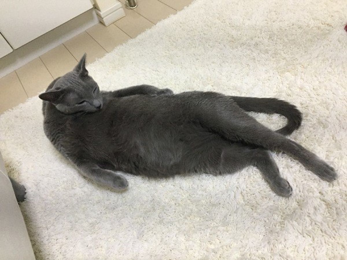 あそこもここもペロペロ 毛づくろいには意外な意味があった ねこのきもちweb Magazine あそこもここもペロペロ 毛づくろいには意外な意味があった ねこのきもちweb Magazine