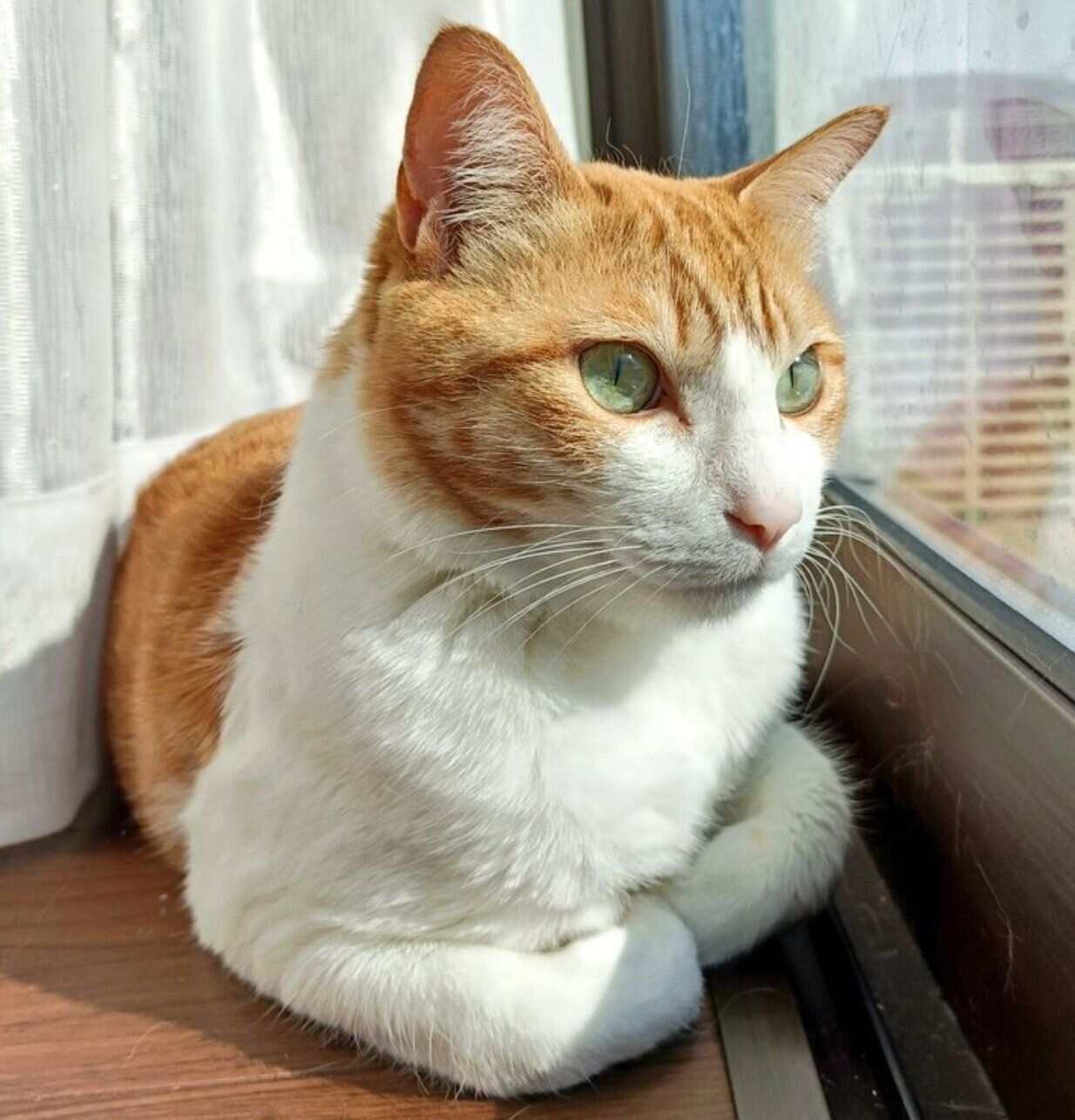 まったりするチョロすけくん