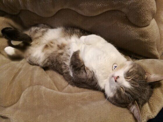 仰向けで寝るマンチカンのこてつ