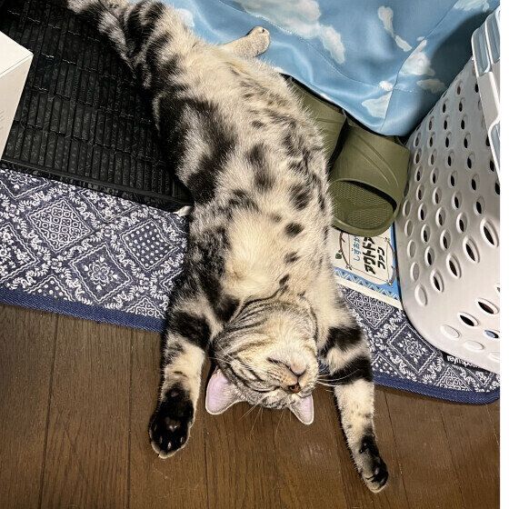 へそ天で眠るアメリカンショートヘア