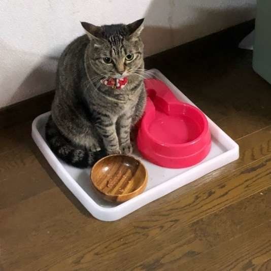 ご飯を待つ猫