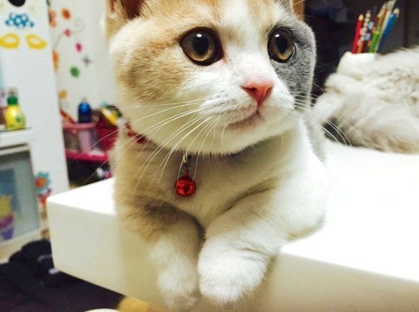 まんまるお目めのリラちゃん