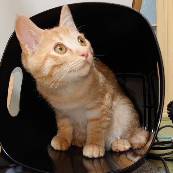 ゴミ箱に入る茶トラ